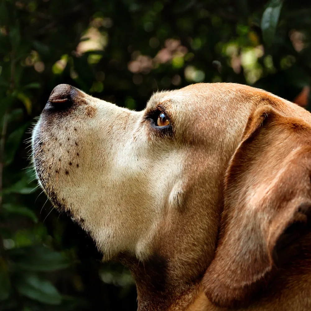 Cachorro Perdigueiro 6.webp